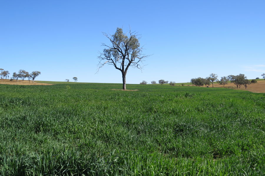 AUCTION, 204 HA MIXED FARMING IN GREAT AREA