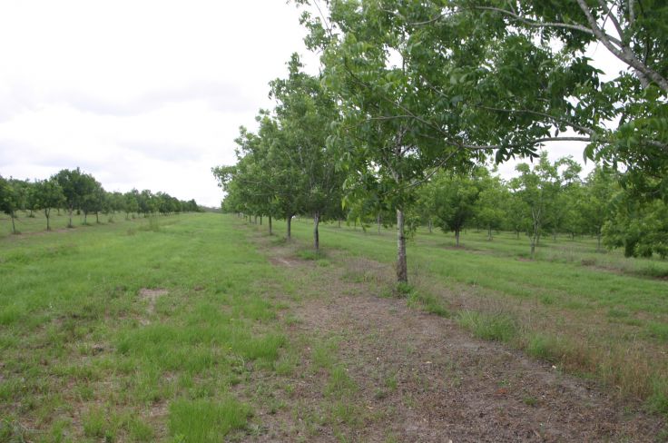 Property For Sale in Bora Ridge