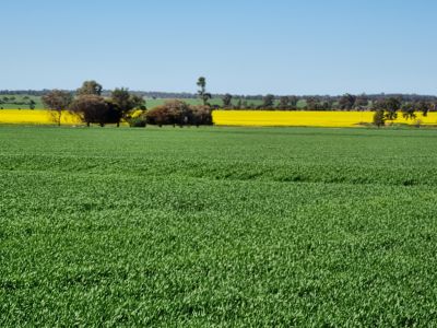 PURCHASE NOW FOR THE 2026 CROPPING SEASON