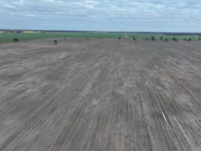 QUALITY SELF MULCHING SOILS ON THE BIMBI PLAINS