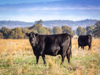 EDGE OF CITY RURAL LANDHOLDING PURCHASE & LEASE OPPORTUNITY