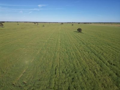 TOP LITTLE BLOCK READY TO GROW WHEAT IN 2027