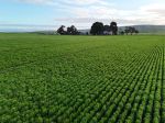 PRODUCTIVE CROPPING PROPERTY WITH EXCELLENT ACCESSIBILITY