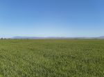 SUBSTANTIAL MIXED FARMING OPPORTUNITY