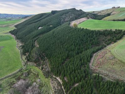 PRIME WEST OTAGO WOODLOT OPPORTUNITY