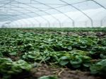 LEPPINGTON VEGETABLE FARM FOR SALE