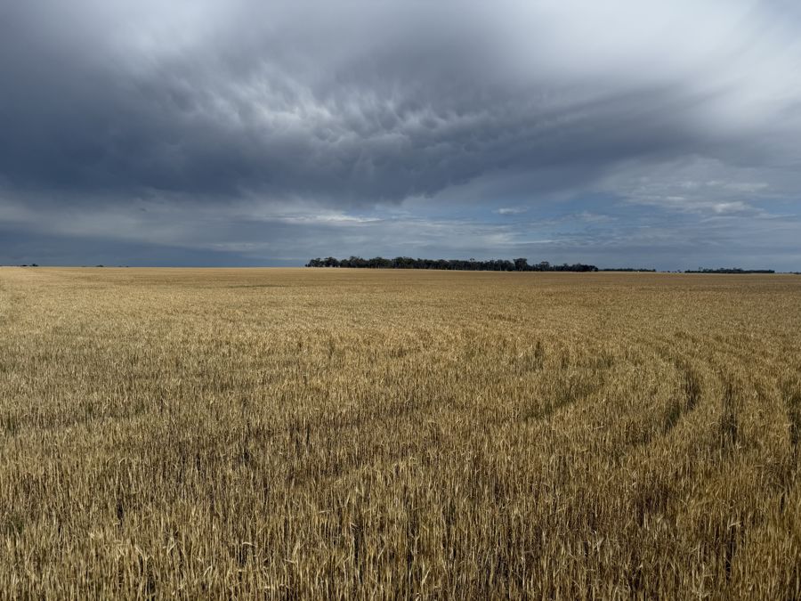 623AC (252.12HA) - KATYIL / TARRANYURK DISTRICT - TO BE SOLD IN 2 SEPARATE LOTS