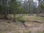 CATTLE GRAZING AND TIMBER PRODUCTION