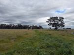 321 ACRES OF QUALITY GRAZING COUNTRY