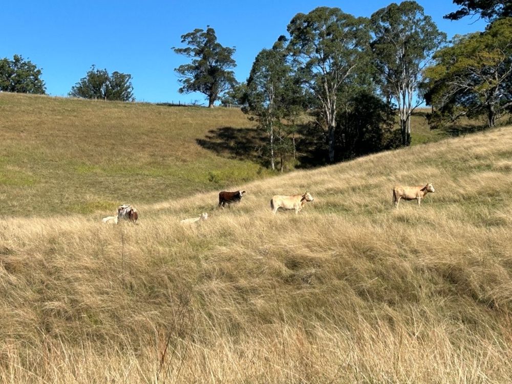 130 ACRES IN THE MACLEAY HINTERLAND