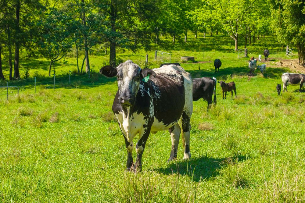 RIVERFRONT ACREAGE WITH AN ESTABLISHED PECAN ORCHARD