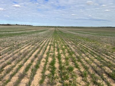 WELL REGARDED CROPPING LAND - GREAT SIZE ADD-ON BLOCK