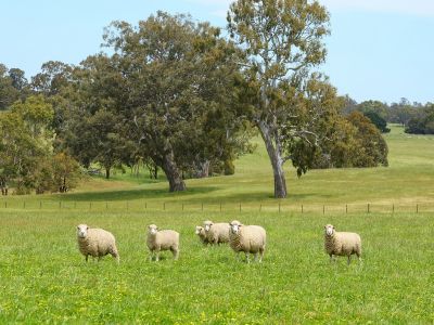 PRIME GRAZING COUNTRY