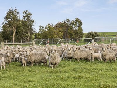 VERSATILE BEEAC / CUNDARE  DISTRICT  FARMING PROPERTY
