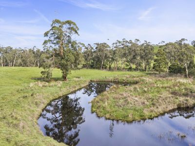 STUNNING TIMBOON-SCOTTS CREEK CAMPING ACREAGE