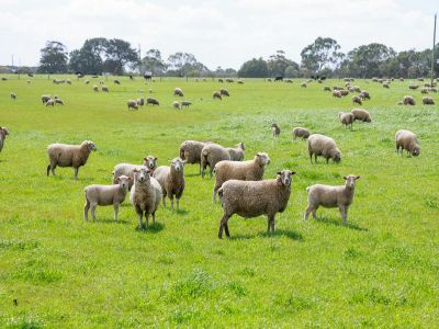 OUTSTANDING OUTPADDOCK &NDASH; CENTRAL WOOLSTHORPE LOCATION &NDASH; SPRING CREEK FLATS