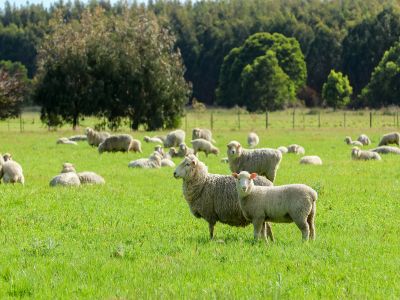 SECURE SOUTHERN GRAZING &NDASH; PICTURESQUE AND PRODUCTIVE